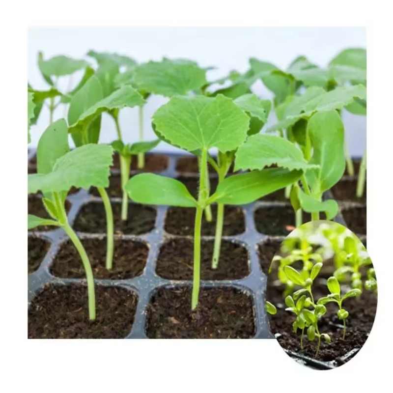 Automatic Plug Tray Seeding Ma - Nursery Plug Tray 评论和价格